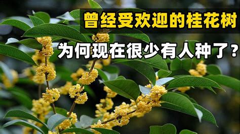 住家種樹|家裡種桂花樹在風水上有什麼講究？這些禁忌要注意！。